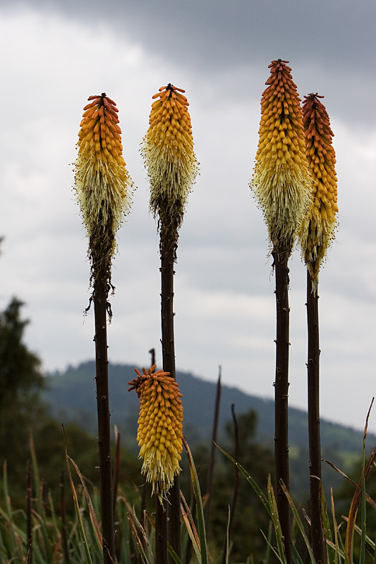 209   Red hot poker Bale mountains